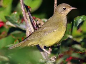 Connecticut Warbler 