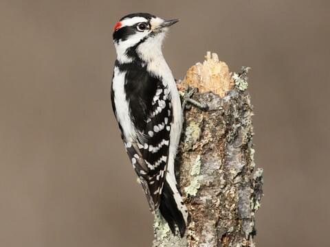 Downy Woodpecker 