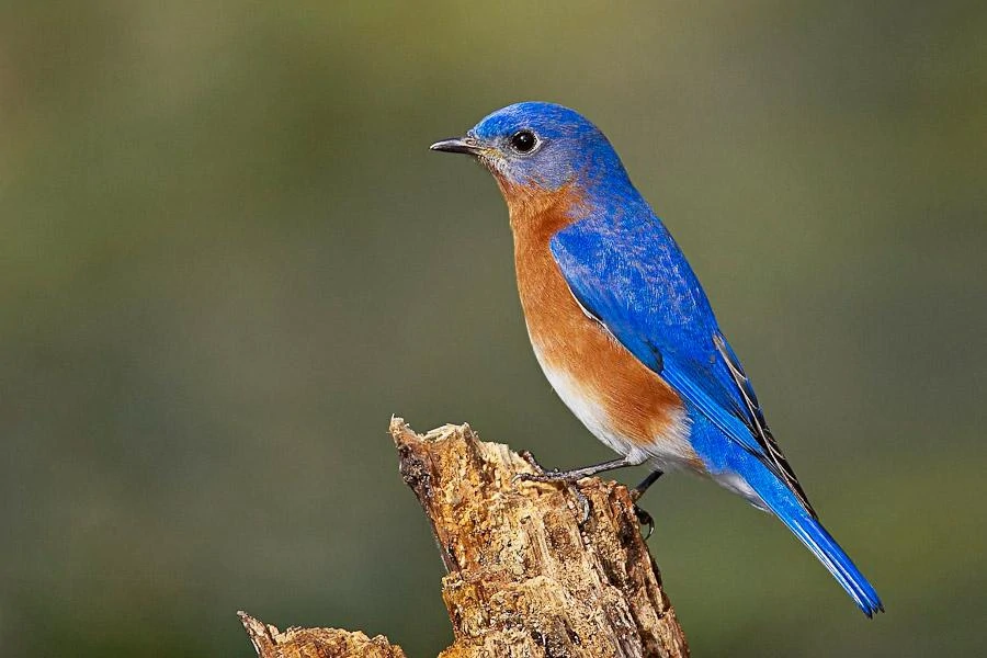 Eastern Bluebird