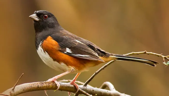 Eastern Towhee