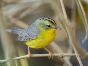 Golden-Crowned Warbler 