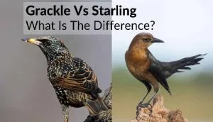 Grackle-Vs-Starling.jpg