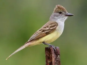 Great-Crested Flycatcher