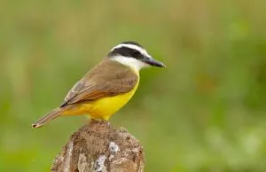 Great Kiskadee 