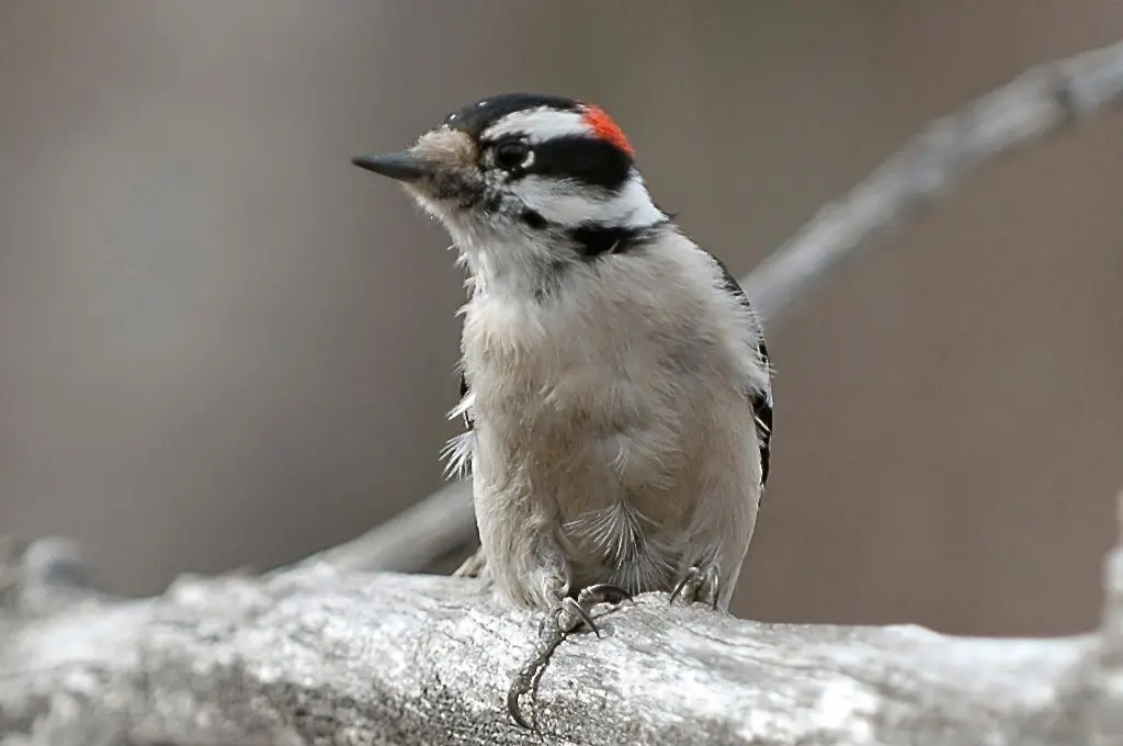 Hairy Woodpecker