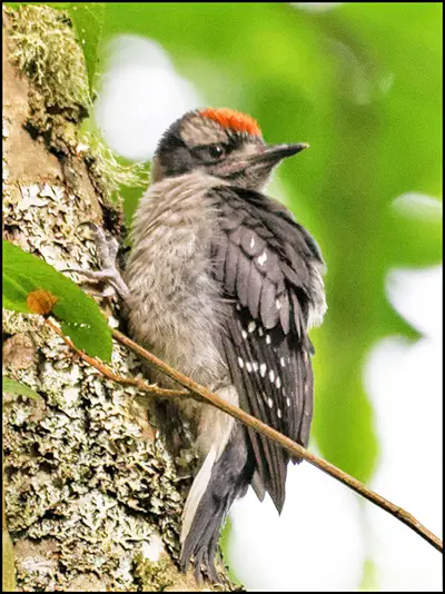 Hairy Woodpecker