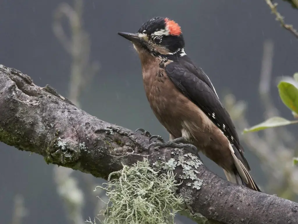 Hairy Woodpeckers