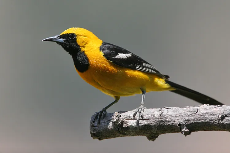 Hooded Oriole