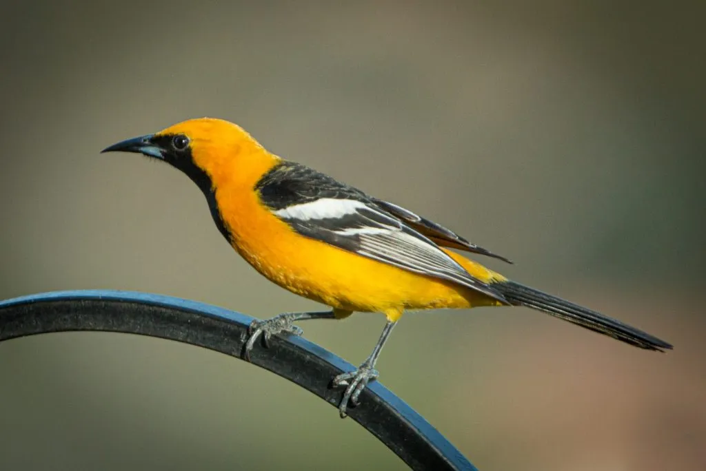 Hooded Oriole