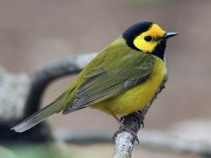 Hooded Warbler