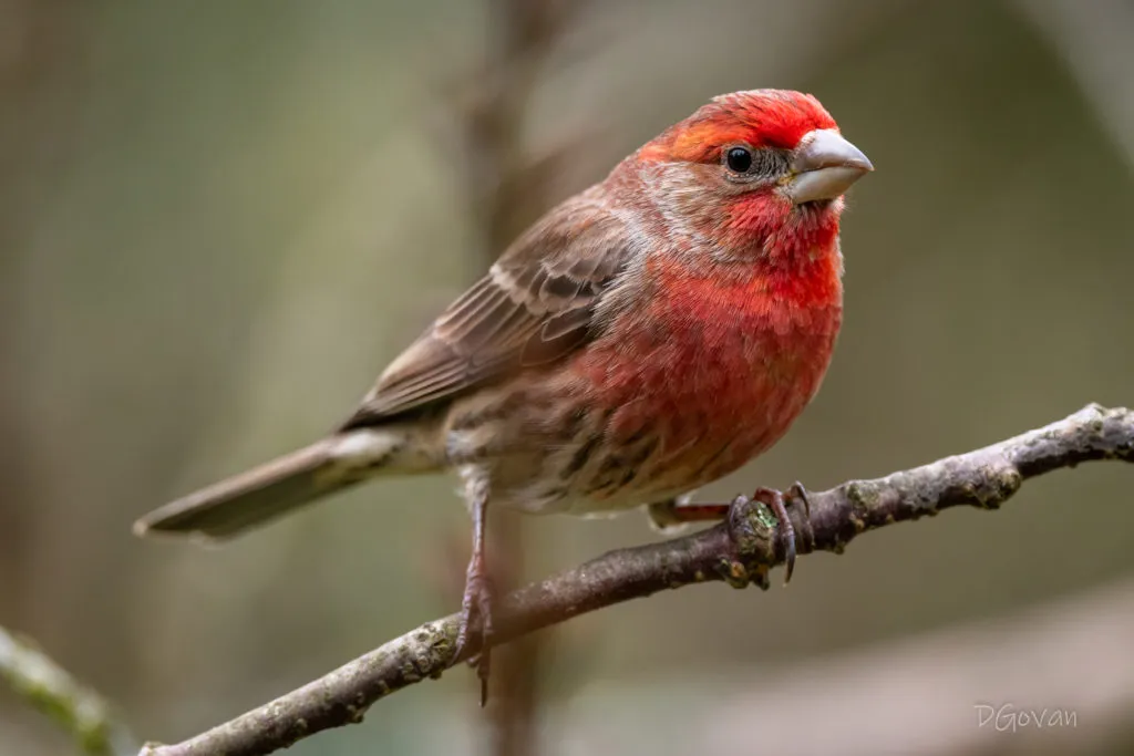 House Finch