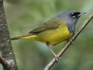 MacGillivray’s Warbler