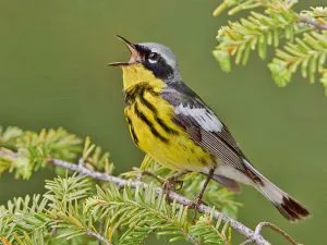 Magnolia Warbler