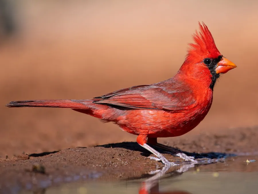 Northern Cardinal 