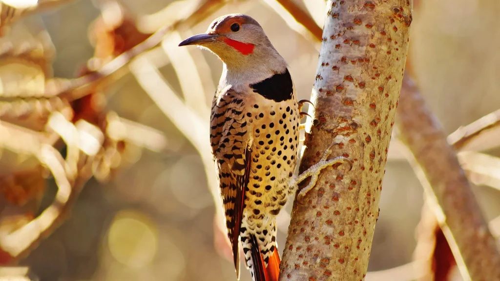 Northern Flicker