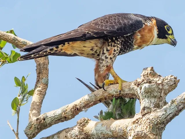 Orange-Breasted Falcon