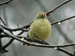 Orange Crowned Warbler 