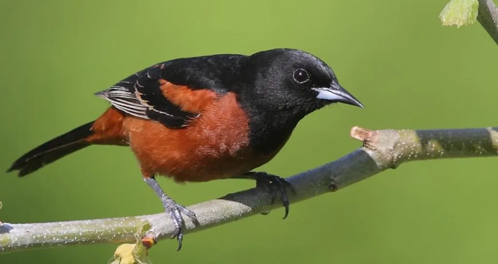 Orchard Oriole