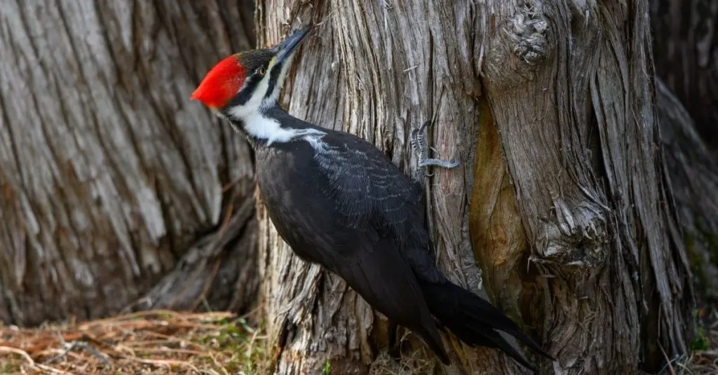 Pileated Woodpecker