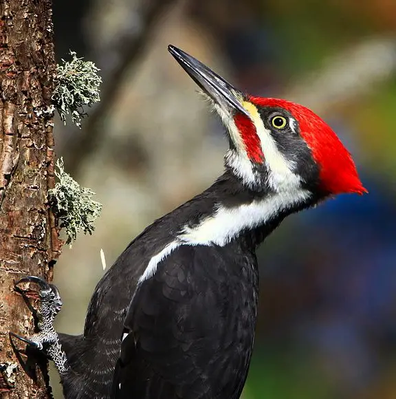 Pileated Woodpecker