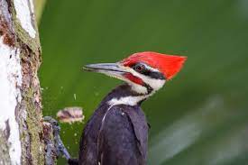 Pileated Woodpecker