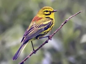 Prairie Warbler 