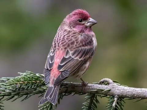 Purple Finch 