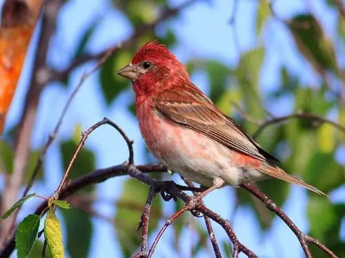 Finches In Michigan: 8 Fine Feathered Friends For Fluff Fans