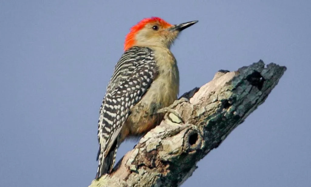 Red-Bellied Woodpecker