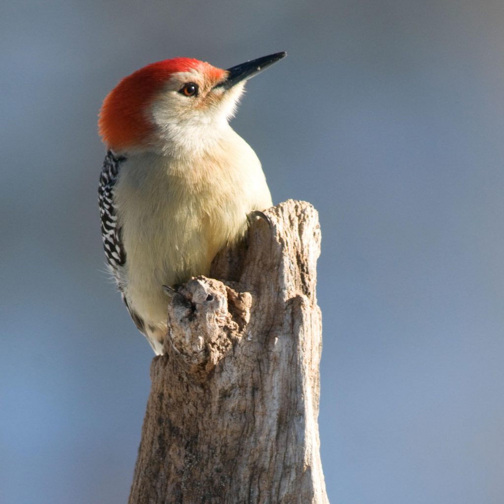 Red-Bellied Woodpeckers