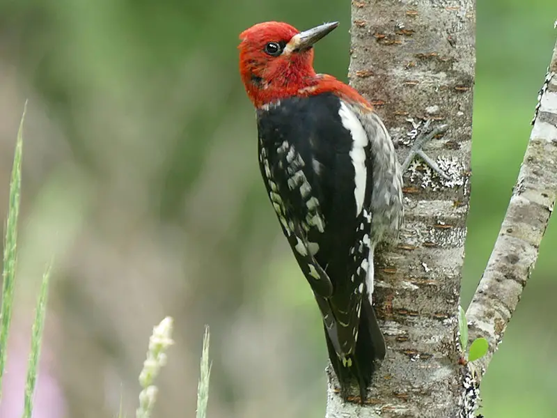 Red-Breasted Sapsucker