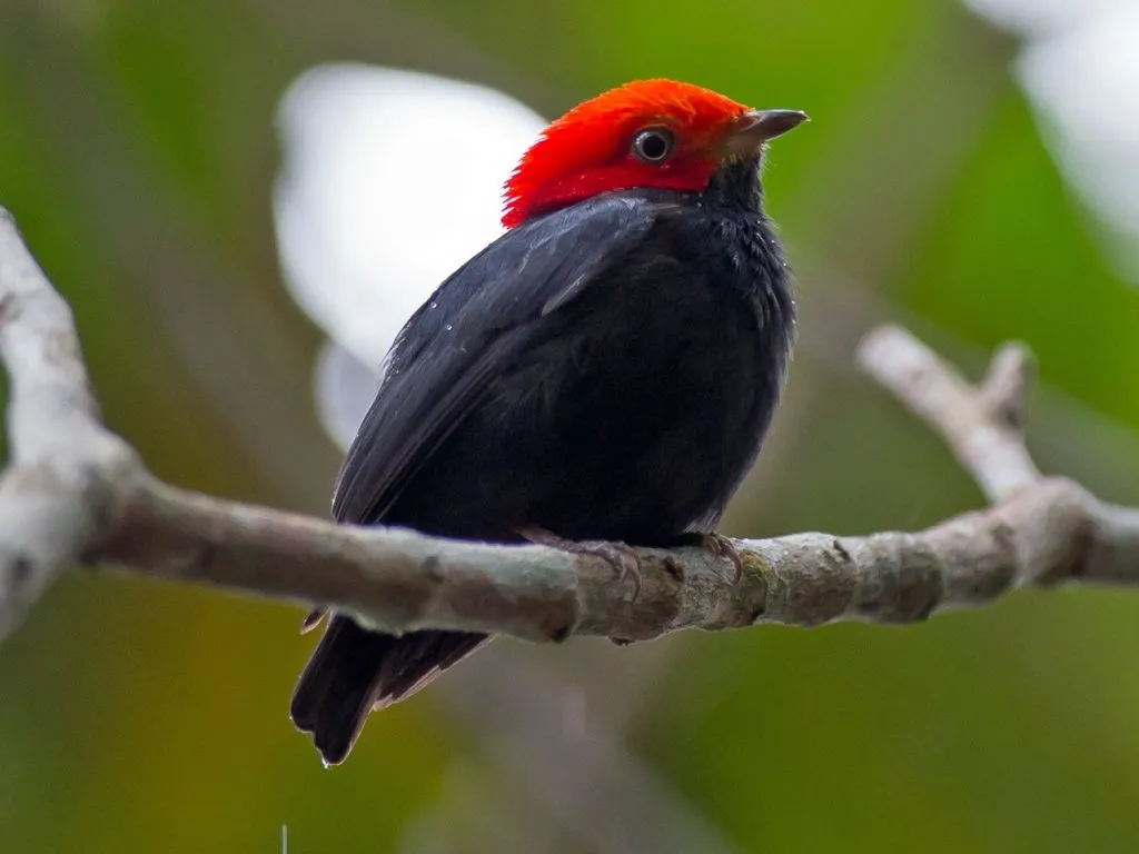 Red-Capped Manakin