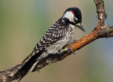 Red-Cockaded Woodpecker