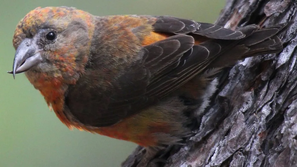 Red Crossbill