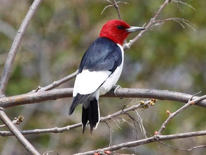 Red-Headed Woodpecker 