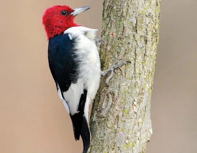 Red-Headed Woodpecker