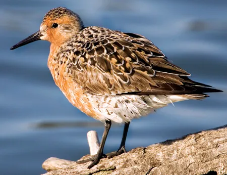 Red Knot