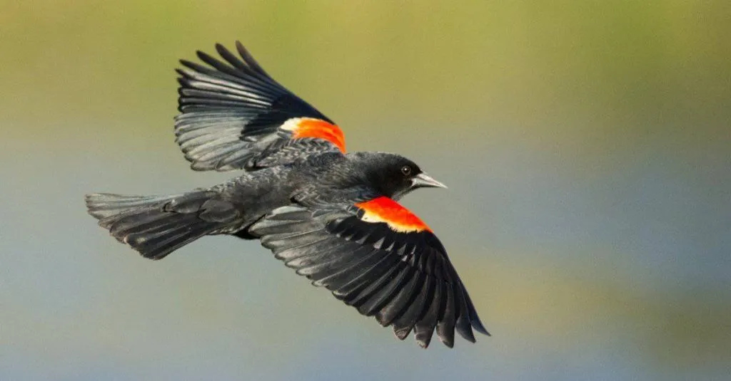 Red-winged Blackbird