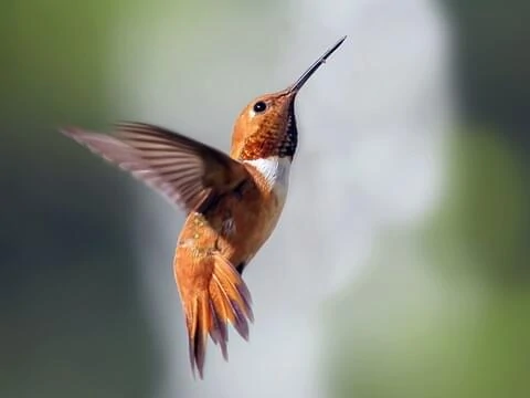 Rufous Hummingbird 