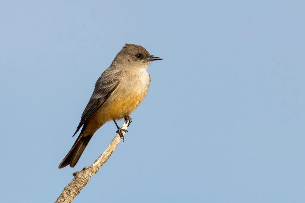 Say’s Phoebe