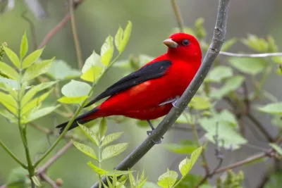 Scarlet Tanager