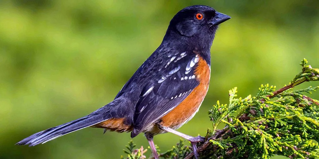 Spotted Towhee