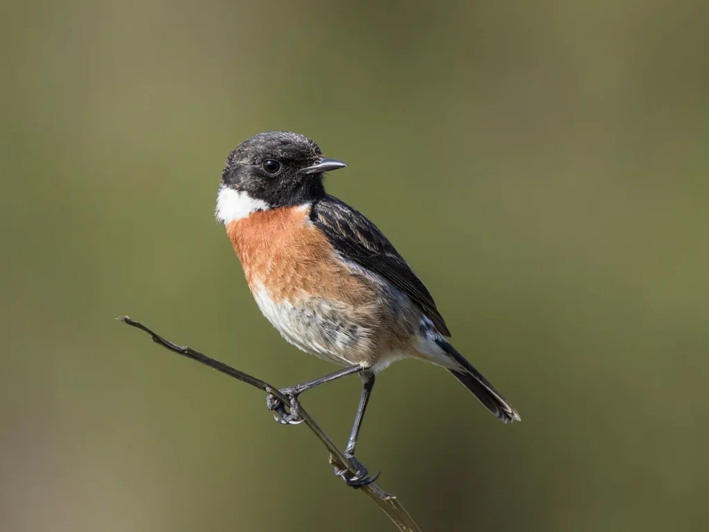 Stonechat