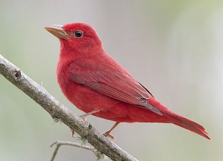 Summer Tanager