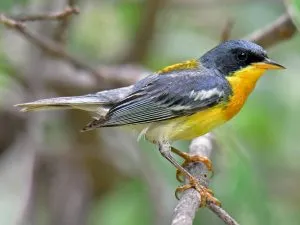 Tropical Parula 