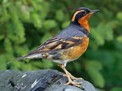 Varied Thrush