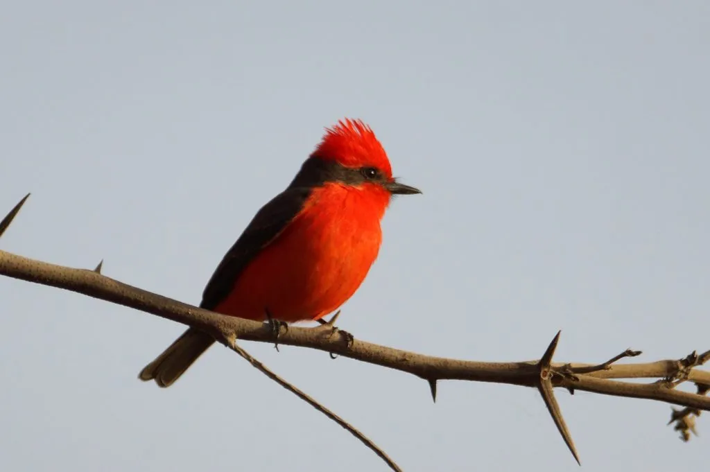 Vermilion Flycatcher