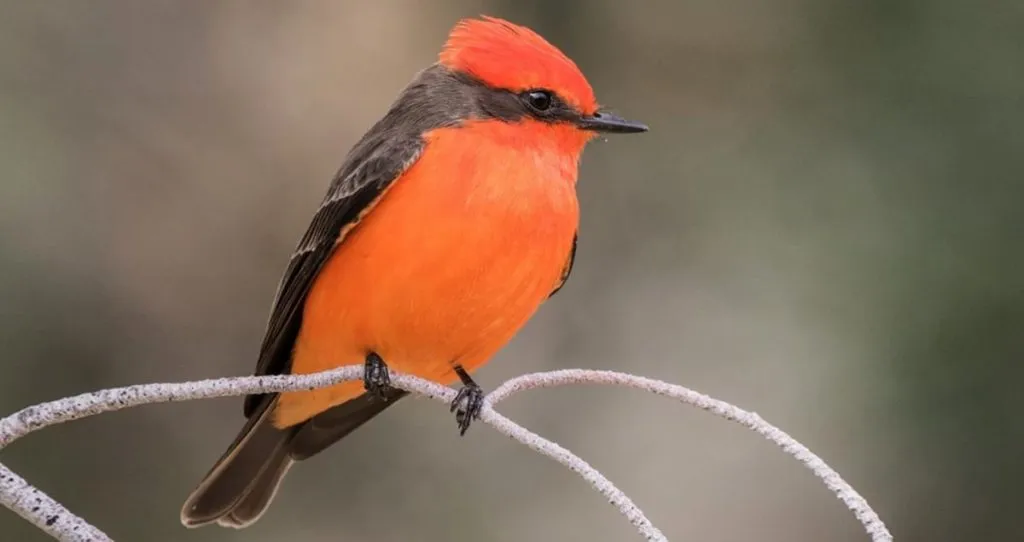 Vermilion Flycatcher