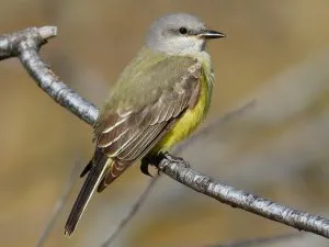 Western Kingbird 