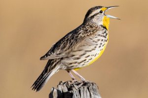 Western Meadowlark